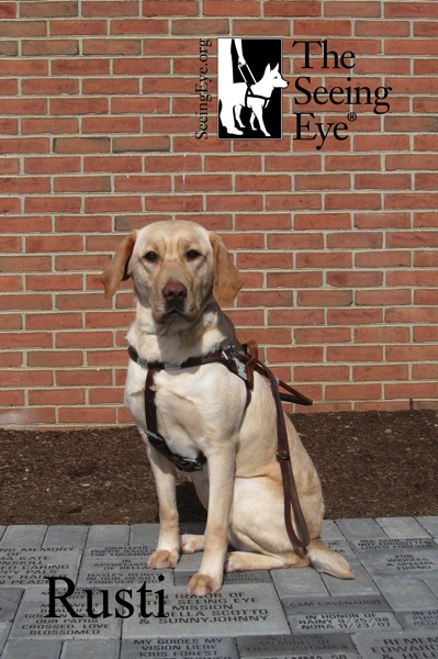 Rusti's graduation portrait. Rusti is sitting and looking at the camera. SHe is wearing her guide dog harness. This was taken in November of 2012, after her initial training was finished.