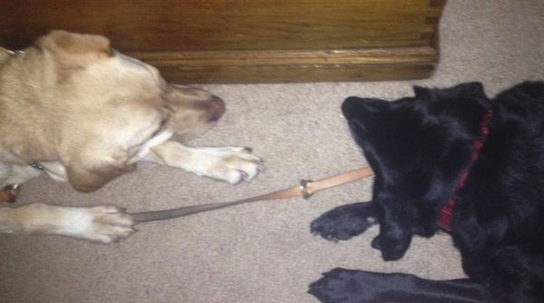 Rusti and Hester (a black lab) are sleeping on the floor together. They are facing each other.